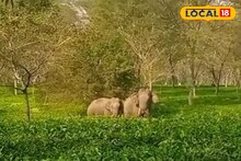 খড়িবাড়ির চা বাগানে সকাল সকাল জোড়া হাতির তাণ্ডব! চা তুলতে এসে এ কী দেখলেন শ্রমিকরা?