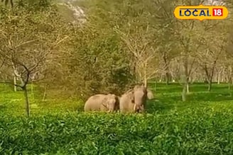 খড়িবাড়ির চা বাগানে সকাল সকাল জোড়া হাতির তাণ্ডব! চা তুলতে এসে এ কী দেখলেন শ্রমিকরা?