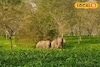 খড়িবাড়ির চা বাগানে সকাল সকাল জোড়া হাতির তাণ্ডব! চা তুলতে এসে এ কী দেখলেন শ্রমিকরা?
