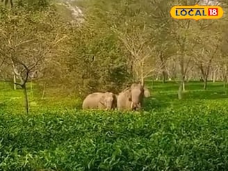 খড়িবাড়ির চা বাগানে সকাল সকাল জোড়া হাতির তাণ্ডব! চা তুলতে এসে এ কী দেখলেন শ্রমিকরা?