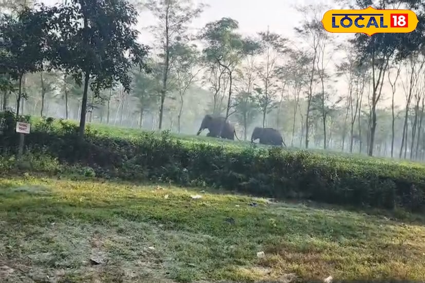 স্থানীয় বাসিন্দাদের দাবি, গত কয়েকদিন ধরেই ওই এলাকায় বন্য হাতির আনাগোনা বেড়েছে। চা বাগান লাগোয়া জঙ্গল থেকে খাবারের সন্ধানে হাতির দল বেরিয়ে আসছে বলে মনে করছেন তারা। এই কারণে বাগান এলাকার নিরাপত্তা আরও জোরদার করার আবেদন জানিয়েছেন স্থানীয়রা। ছবি ও তথ্য : ঋত্বিক ভট্টাচার্য