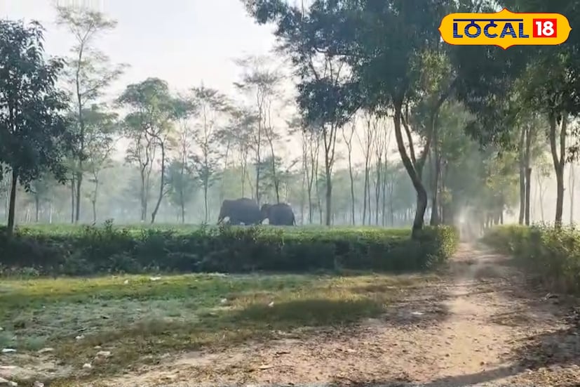 এ ঘটনায় চা বাগান লাগোয়া শ্রমিকপল্লিতেও চাঞ্চল্য ছড়িয়ে পড়ে। বহু মানুষ ভয়ে বাড়ির বাইরে না বেরিয়ে ঘরে থাকতে শুরু করেন। অনেকে আবার দূর থেকে হাতিগুলির গতিবিধি লক্ষ্য করেন, যাতে পরিস্থিতি আরও খারাপ হলে সময়মতো সতর্ক করা যায়। ছবি ও তথ্য : ঋত্বিক ভট্টাচার্য