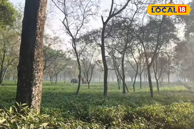 ঘটনার খবর পেয়ে বন দফতরের কর্মীরা বাগানে পৌঁছে হাতিগুলিকে বনাঞ্চলের দিকে ফেরানোর চেষ্টা শুরু করেন। বনকর্মীরা সতর্কতার সঙ্গে পরিস্থিতি সামাল দিচ্ছেন। তাঁদের আশা, হাতিগুলিকে নিরাপদে জঙ্গলে ফেরানো গেলে চা বাগানের স্বাভাবিক কাজ দ্রুতই শুরু করা যাবে। ছবি ও তথ্য : ঋত্বিক ভট্টাচার্য