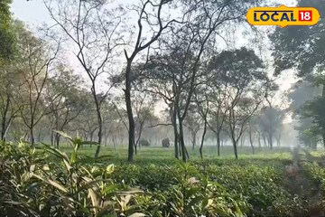 খড়িবাড়ির চা বাগানে সকাল সকাল জোড়া হাতির তাণ্ডব! চা তুলতে এসে এ কী দেখলেন শ্রমিকরা?