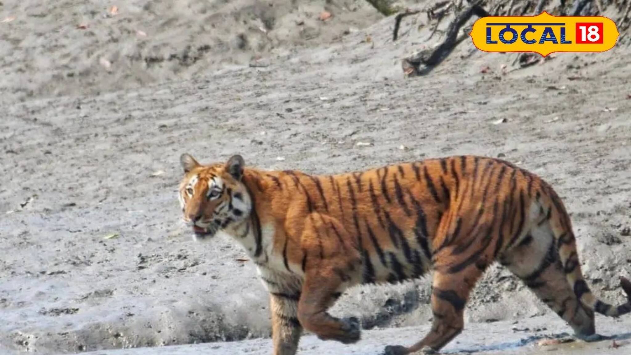 পাতা হয়েছে খাঁচা, ছাগলের টোপ...পাথরপ্রতিমায় ঘুরে বেড়াচ্ছে বাঘ! সতর্ক বনদফতর