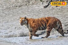 Tiger: পাতা হয়েছে খাঁচা, ছাগলের টোপ...পাথরপ্রতিমায় ঘুরে বেড়াচ্ছে বাঘ! সতর্ক বনদফতর