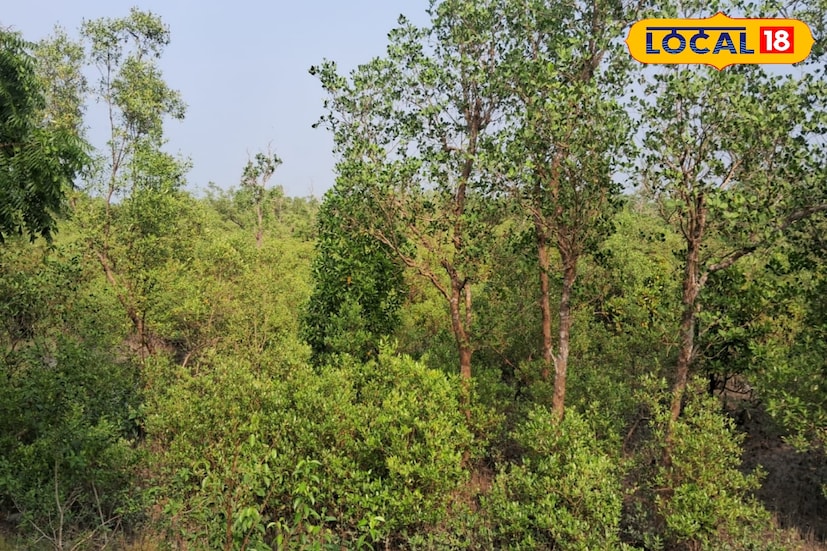 জঙ্গল থেকে বাঘটি যাতে লোকালয়ে আসতে না পারে সেজন্য নদীর বাঁধ বরাবর নাইলনের জাল ঘিরে দেওয়া হয়েছে। এই ঘটন নিয়ে শ্রীধরনগর গ্রাম পঞ্চায়েতের উপপ্রধান গোবিন্দ মিদ্যা জানিয়েছেন, 'গ্রামের পাশের জঙ্গলে বাঘ রয়েছে, এটা নিশ্চিত হয়ে গিয়েছে। এখনও বাঘটিকে ধরা সম্ভব হয়নি। গ্রামের মানুষ আতঙ্কে রয়েছেন। তাঁদের সতর্ক করার জন্য মাইকিং করা হচ্ছে।'