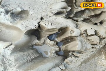 পাতা হয়েছে খাঁচা, ছাগলের টোপ...পাথরপ্রতিমায় ঘুরে বেড়াচ্ছে বাঘ! সতর্ক বনদফতর