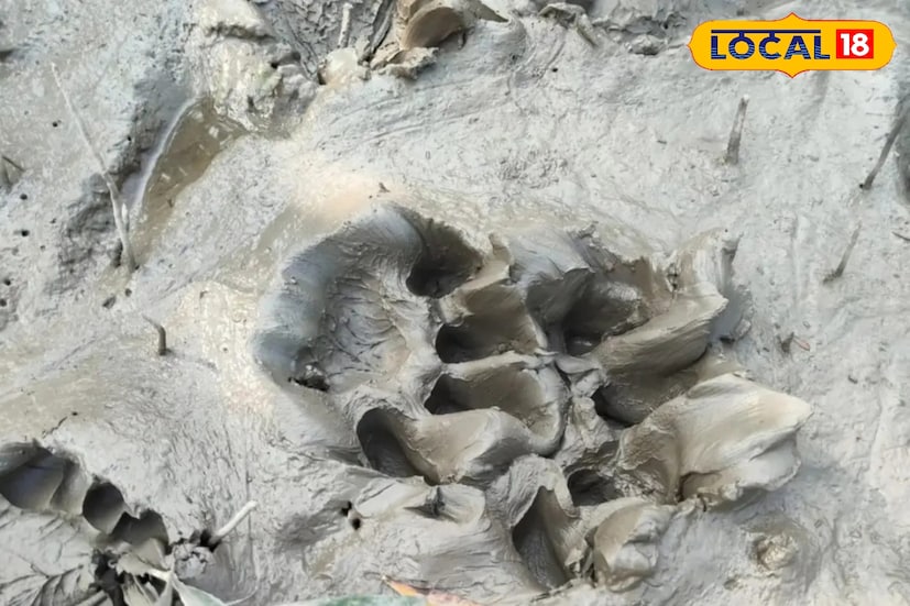 কে প্লটের পর রয়্যাল বেঙ্গল টাইগার নদী পার হয়ে সটান ঢুকে পড়েছে পাথরপ্রতিমা ব্লকের অন্তর্গত শ্রীধরপুর গ্রাম পঞ্চায়েতের উপেন্দ্রনগর এল প্লট এলাকায়। এই খবর পেয়েই তড়িঘড়ি গোবর্ধনপুর কোস্টাল থানা ও রামগঙ্গা বনদফতরের কর্মীরা সক্রিয় হয়।