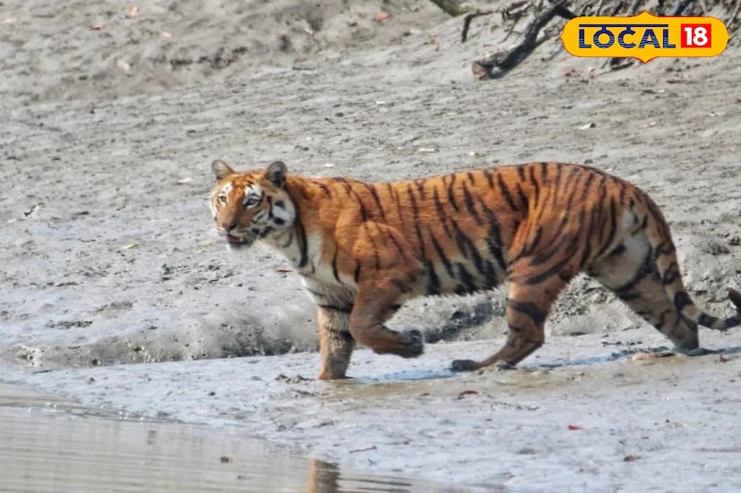 এখন নদীতে গিয়ে মাছ ধরতে নিষেধ করা হয়েছে। নদীর চরের জঙ্গলে দু'টি খাঁচা পাতা হয়েছে। বাঘ ধরার জন্য তাতে ছাগল রাখা হয়েছে। এ নিয়ে দক্ষিণ ২৪ পরগনার ডিএফও নিশা গোস্বামী বলেন, 'পরিস্থিতির দিকে নজর রাখা হচ্ছে।' ছবি ও তথ্য: নবাব মল্লিক 