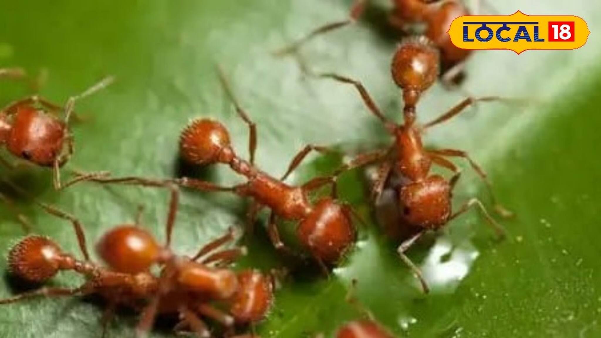 Red Forest Ants: ৭০০ টাকা কেজি! জ্বর-সর্দি-কাশির মোক্ষম দাওয়াই! 'এই' পিঁপড়ের ঝাল-চাটনি জঙ্গলমহলবাসীর খুব প্রিয়