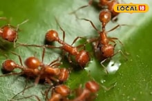 Red Forest Ants: ৭০০ টাকা কেজি! জ্বর-সর্দি-কাশির মোক্ষম দাওয়াই! 'এই' পিঁপড়ের ঝাল-চাটনি জঙ্গলমহলবাসীর খুব প্রিয়