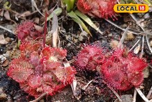 Carnivorous Plant: ছুঁলেই বিপদ! আমাজনের জঙ্গলের অদ্ভুতদর্শন উদ্ভিদ বীরভূমে, ইশবপুর জঙ্গলে মাংসাশী গাছ!