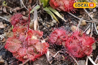 ছুঁলেই বিপদ! আমাজনের জঙ্গলের অদ্ভুতদর্শন উদ্ভিদ বীরভূমে, ইশবপুর জঙ্গলে মাংসাশী গাছ!