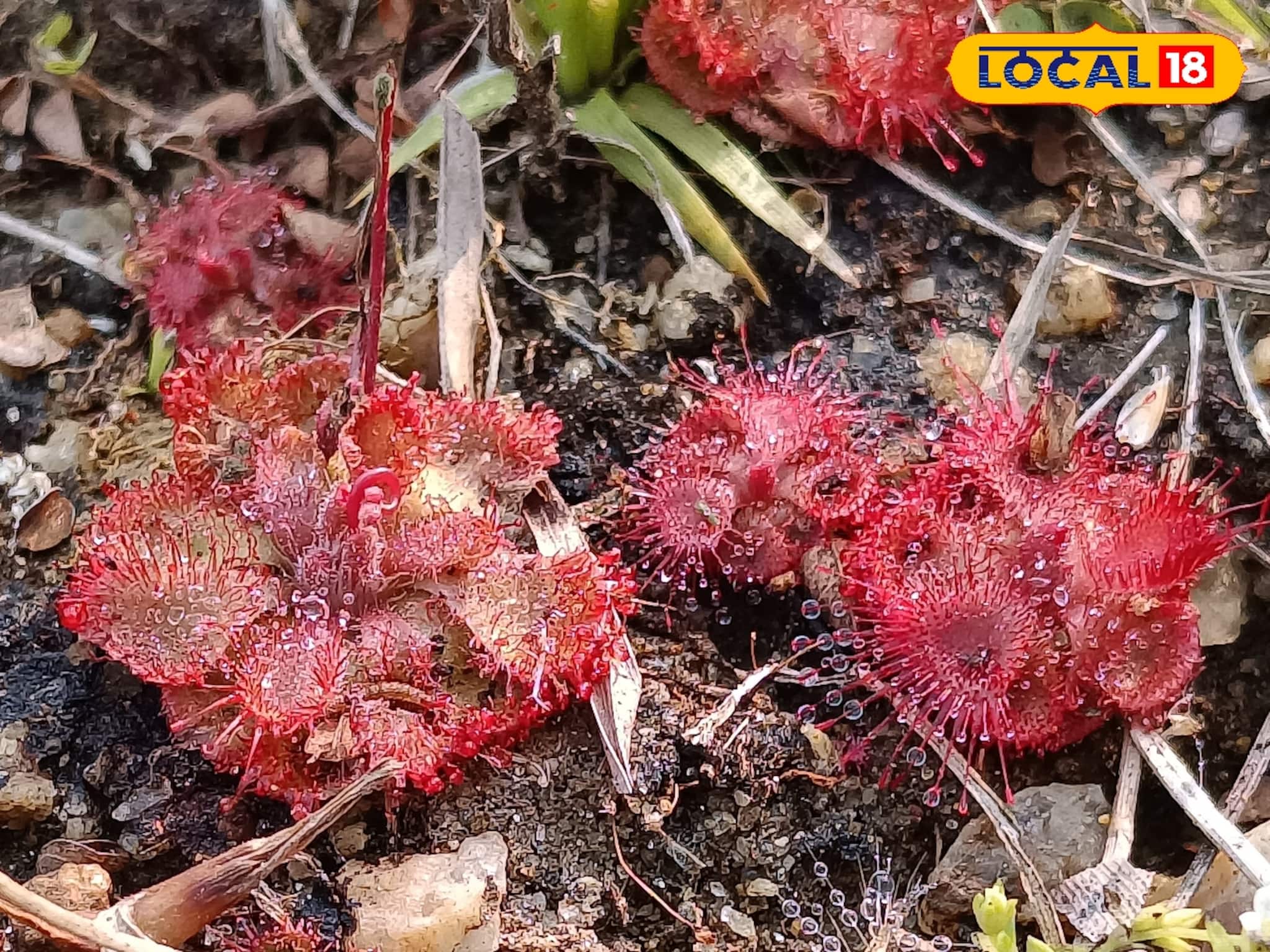 Carnivorous Plant: ছুঁলেই বিপদ! আমাজনের জঙ্গলের অদ্ভুতদর্শন উদ্ভিদ বীরভূমে, ইশবপুর জঙ্গলে মাংসাশী গাছ!
