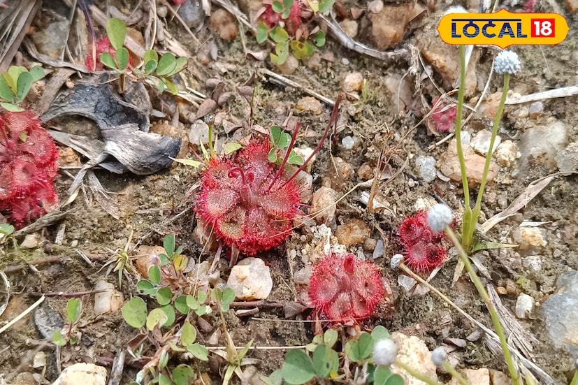 চন্দ্রপুর থেকে গামারকুন্ডুর দিকে যাওয়া রাস্তায় কিছু দূর এগিয়ে ডান দিকের ইশবপুর জঙ্গলেই দেখা গেছে সূর্যশিশির। জঙ্গলজুড়ে রয়েছে সোনাঝুরি, পাশাপাশি অনুচ্চ শাল ও পিয়ালের ঘনত্বও বেশি। শুষ্ক ল্যাটেরাইট মাটি এই প্রজাতির উদ্ভিদের উপযোগী বলেই মনে করছেন বিশেষজ্ঞরা। 