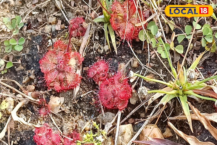 উদ্ভিদবিদ্যার শিক্ষক হেমন্ত সাহা জানান, সূর্যশিশিরের বৈজ্ঞানিক নাম ড্রসেরা। লাল-সবুজ বর্ণের ক্ষুদ্র ফুল আকৃতির পাতায় শুঁড়ের মতো অংশ থাকে, যেগুলো থেকে নিঃসৃত আঠালো স্রাবে পতঙ্গ আটকে যায়। সেখান থেকেই গাছটি প্রয়োজনীয় পুষ্টি সংগ্রহ করে। 