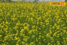 Agriculture News: কৃষকদের খরচ কমে অর্ধেক, ধান কাটা জমিতে চাষ না দিয়েই সরষে রোপন! কৃষি দফতরের মেশিনে কামাল