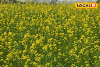 কৃষকদের খরচ কমে অর্ধেক, জমিতে চাষ না দিয়েই সরষে রোপন! সব মেশিনের কামাল