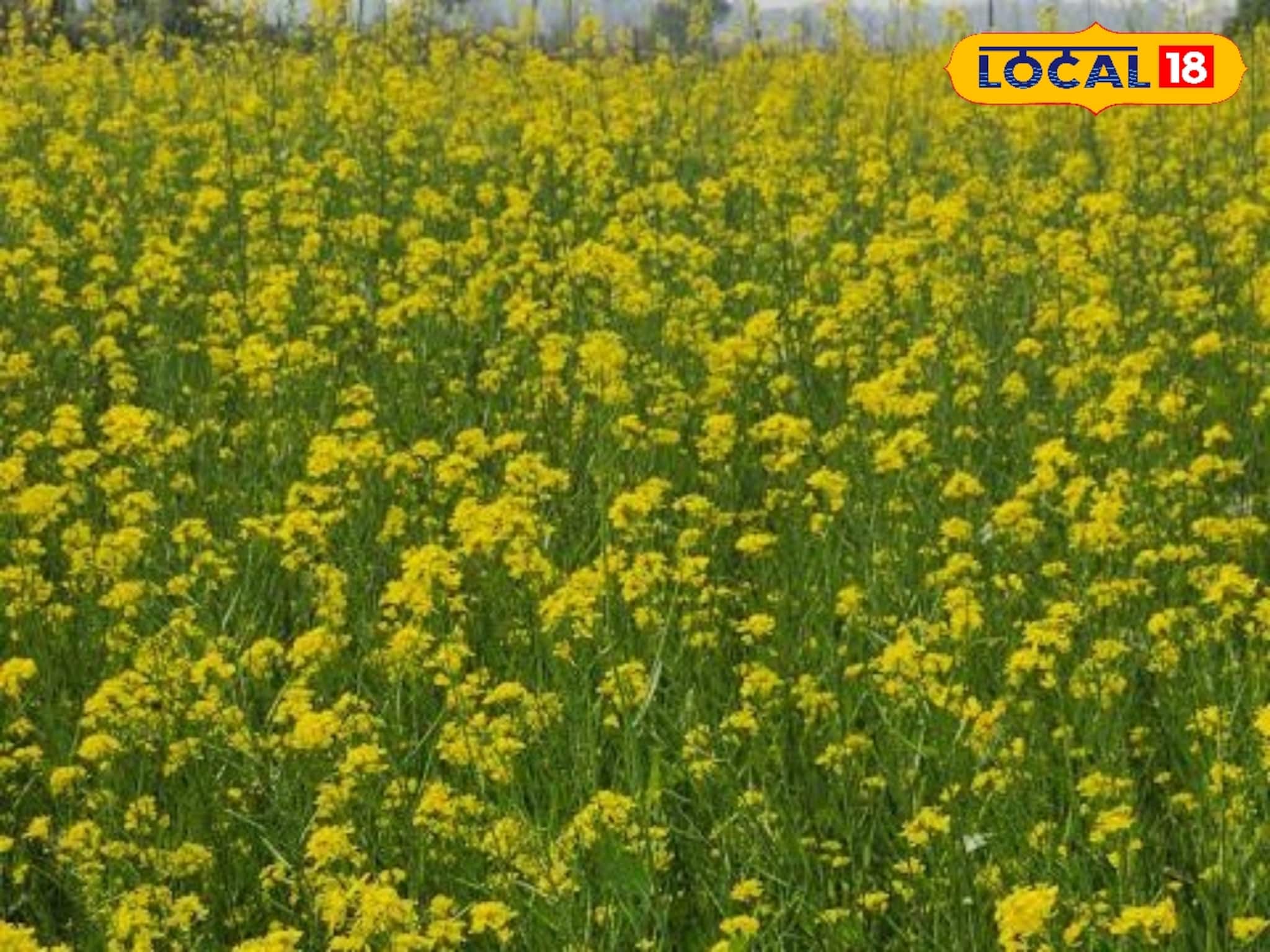 Agriculture News: কৃষকদের খরচ কমে অর্ধেক, ধান কাটা জমিতে চাষ না দিয়েই সরষে রোপন! কৃষি দফতরের মেশিনে কামাল