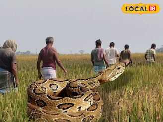 গোটা গ্রাম থমথমে, আতঙ্কে বাড়ি থেকে বের হচ্ছেন না কেউ! চন্দ্রবোড়ার ভয়ে সবাই কাঁপছে