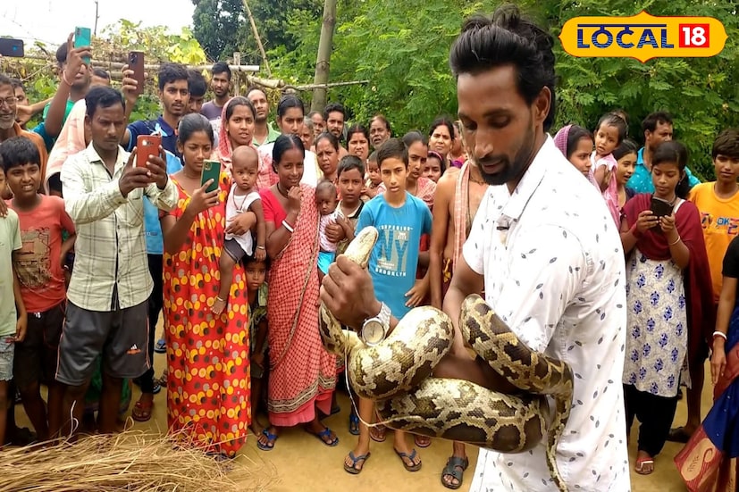 বনদফতরের হয়ে বন্যপ্রাণ উদ্ধারকারী অমিত শর্মা জানান, ময়াল ও চন্দ্রবোড়ার সংখ্যা বাড়ছে। রাজনগর ও সিউড়ি রেঞ্জ থেকেও চন্দ্রবোড়া উদ্ধার হয়েছে একাধিক। সর্পপ্রেমী দীনবন্ধু বিশ্বাসের তথ্য অনুযায়ী, এ বছর মোট ৮৯টি সাপ উদ্ধার হয়েছে, যার মধ্যে ৫৩টি বিষধর। সিউড়ি ২ ব্লকে উদ্ধার হয়েছে ৬টি চন্দ্রবোড়া।
