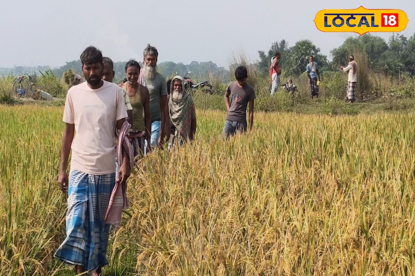 গরম ও বর্ষার বাইরে, এই অগ্রহায়ণেও সাপের উপদ্রব বাড়ছে বীরভূমে। ফসল কাটতে বা কীটনাশক দিতে মাঠে নামতে ভয় পাচ্ছেন কৃষকেরা। সাপের ছোবলে ইতিমধ্যেই কয়েকজনের মৃত্যু হয়েছে, যা প্রশাসনের উদ্বেগ বাড়িয়েছে বলে খবর।
