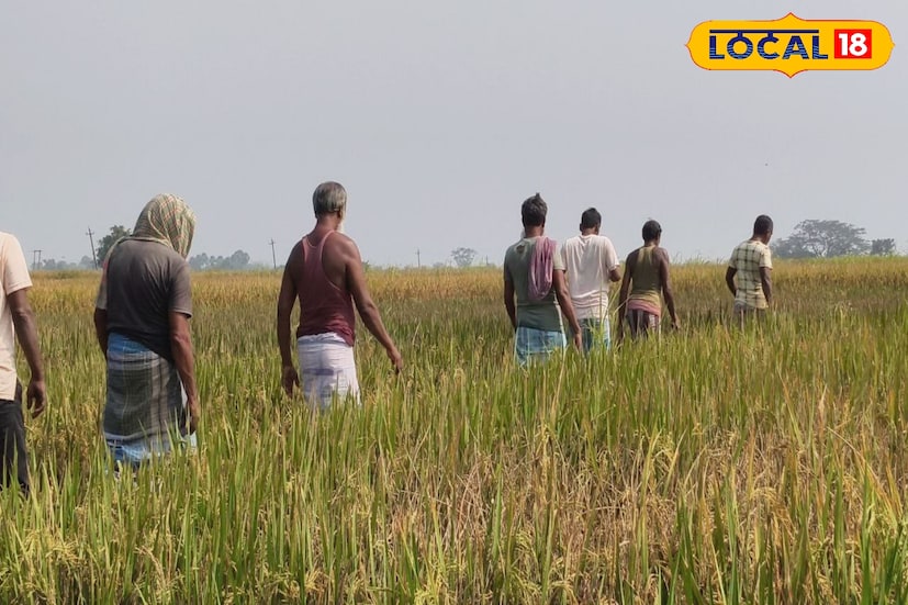 সাপের অতিরিক্ত উপস্থিতির কারণে সবচেয়ে বেশি ভয়ের মধ্যে রয়েছেন কৃষকেরা। প্রশাসন সচেতনতা বৃদ্ধি করলেও সাপের সংখ্যা কেন বাড়ছে এবং এর স্থায়ী সমাধান কী এ নিয়ে প্রশ্ন উঠছে জেলায়। ছবি ও তথ্য: সুদীপ্ত গড়াই 