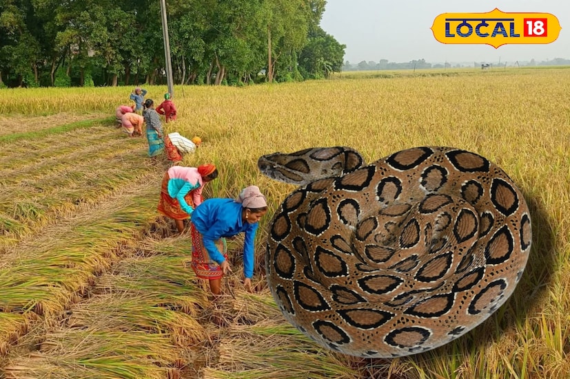 মৃত ১৯ জনের মধ্যে ঠিক কত জন চন্দ্রবোড়ার ছোবলে মারা গিয়েছেন তা নিশ্চিত না হলেও হিমোটক্সিক বিষের প্রভাব দেখা গেছে ১২৩ জনের শরীরে। এই বিষ কিডনির কার্যক্ষমতা কমিয়ে দেয় বলে জানান ডেপুটি সিএমওএইচ মৃণালকান্তি ঘোষ। ভর্তি হওয়া রোগীদের বড় অংশই চন্দ্রবোড়ার ছোবলে আক্রান্ত।