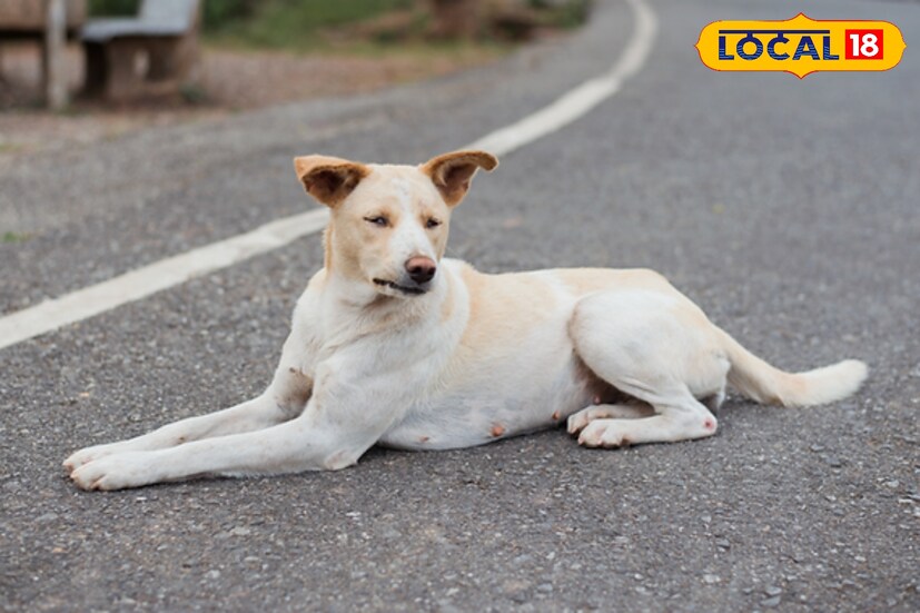 তবে বাচ্চাটির নাম, পরিচয়, ঠিকানা কিছুই পাওয়া যায়নি গোটা ঘটনা তদন্তে নবদ্বীপ থানার পুলিশ। তবে কুকুর যে প্রভুভক্ত এবং মানুষের বিশ্বাস ও ভরসার অন্যতম প্রাণী তা আবারও প্রমাণ হয়ে গেল এই ঘটনায়।