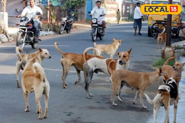 বাড়ির বাথরুমের কাছে পড়ে রয়েছে সদ্যোজাত শিশু, নদিয়ায় সারা রাত পাহারা দিল পথকুকুররা!