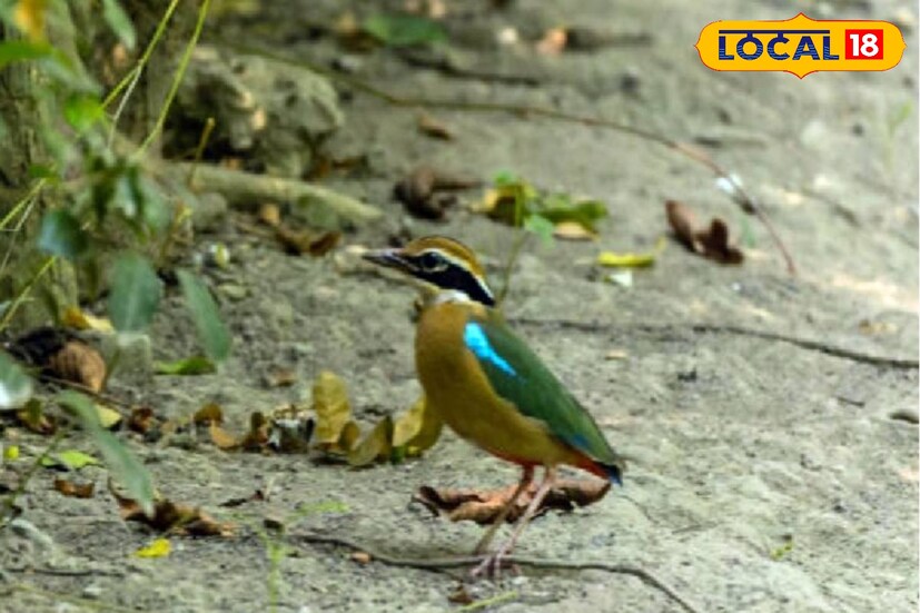 সুন্দরবনে আবার শুরু হতে চলেছে পাখি উৎসব। আগামী ২০ জানুয়ারি থেকে শুরু হবে এই উৎসব। চলবে ২৭ জানুয়ারি পর্যন্ত। ছয়টি দলে ২৪ জন উৎসবে যোগদান করতে পারবেন। প্রতিটি দলে চার জন করে পাখিপ্রেমী, একজন করে পাখি বিশেষজ্ঞ ও একজন করে বনকর্মী থাকবেন।