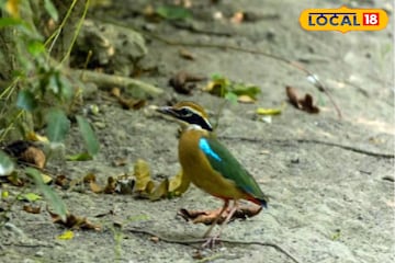 সুন্দরবনে শুরু হতে চলেছে পাখি উৎসব, অংশগ্রহণে সুযোগ পাবেন ২৪ পাখিপ্রেমী!জানুন আবেদন পদ্ধতি সুন্দরবনে শুরু হতে চলেছে পাখি উৎসব, অংশগ্রহণে সুযোগ পাবেন ২৪ পাখিপ্রেমী!জানুন আবেদন পদ্ধতি