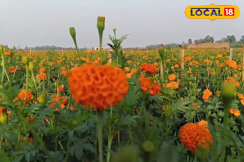 এমনিতেই শীতের এই সময়ে জঙ্গলমহল ঝাড়গ্রামের আবহাওয়া বেশ শীতের হাওয়া বইতেই সিঁদুরগৌরার রুখা জমি জুড়ে আবারও ফুটতে শুরু করেছে গাঁদার হলুদ-কমলা হাসি। চাষিদের লাভের পাশাপাশি জীবিকার পথ খুলে যাওয়ায় খুশির আমেজ ছড়িয়েছে এলাকাজুড়ে। (ছবি ও তথ্য: রঞ্জন চন্দ)