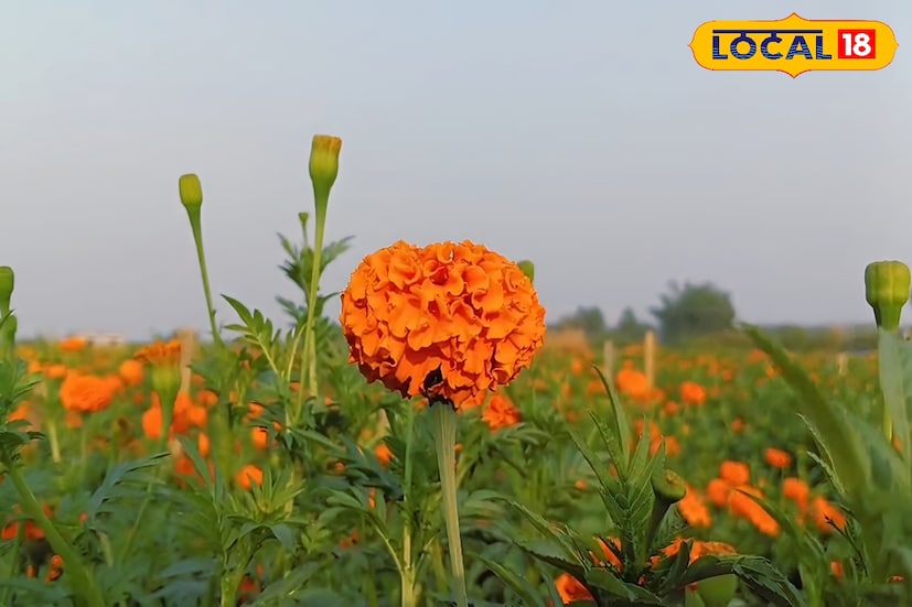 এই মরশুমের কাজের অপেক্ষায় থাকেন এলাকার বহু খেটে-খাওয়া মানুষ। কারণ, রুখা জমিতে বাইরের জেলা থেকে আসা ফুল চাষিদের উদ্যোগে যখন কয়েক একর জুড়ে গাঁদা ফুলের বাগান গড়ে ওঠে, তখনই স্থানীয়দের জন্য খুলে যায় অস্থায়ী কর্মসংস্থানের বড় সুযোগ। এলাকার শ্রমিক জন্মেঞ্জয় বেরা বলেন, মাটি ঠিকঠাক করা, এমনকি ফুল তোলার জন্য লোক নিয়োগ করা হয়। প্রতিদিন বেতন ২৫০ টাকা। স্বাভাবিকভাবে কাজ পাওয়া যায় শীতের এই সময়ে।