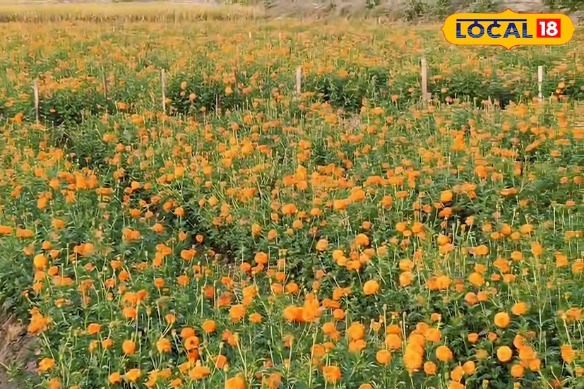 স্থানীয় সূত্রে জানা যায়, সিঁদুরগৌরার মাটি ও আবহাওয়া গাঁদা ফুল চাষের জন্য অত্যন্ত উপযোগী। এই কারণে প্রতিবছরই বাইরের জেলা থেকে চাষিরা এসে অস্থায়ীভাবে জমি নিয়ে ফুল চাষ করেন। তাঁরা জানান, এ বছরের চাষেও ফলন ভাল হবে বলে আশা করছেন। ফুল চাষিরা জানিয়েছেন, “এই জমিতে গাঁদার ফলন খুবই ভাল হয়। আমরা যেমন লাভবান হচ্ছি, তেমনি এখানকার বহু মানুষও রোজগারের সুযোগ পাচ্ছেন।”