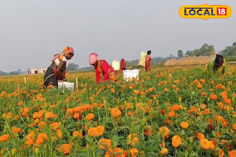 কয়েক বছর ধরে ঝাড়গ্রামের এই এলাকায় চাষ হচ্ছে গাঁদা। মূলত জঙ্গলমহল ঝাড়গ্রাম জেলায় এই প্রথম বলা চলে। শীত নামলেই ঝাড়গ্রামের সিঁদুরগৌরা অঞ্চলে জমে ওঠে গাঁদা ফুলের চাষ। যতদূর চোখ যাবে ততদূরই শুধু সোনালি হলুদের আভা। গাছে গাছে ফুলে রয়েছে গাঁদা ফুল।