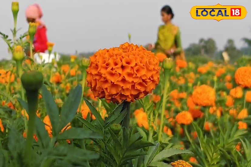 শীতের মরশুমে গাঁদা ফুলের চাহিদা বেশ। বাজারে বিক্রি হচ্ছে প্রায় ৩০০ টাকা কেজি। তবে এই শীতে জঙ্গলমহল ঝাড়গ্রামের রুক্ষ মাটিতে গাঁদা চাষ করে নতুন আয়ের দিশা দেখিয়েছেন বেশ কয়েকজন কৃষক। কর্মসংস্থানের হয়েছে বহু মানুষের। শুধু তাই নয় বেশ কয়েক একর জায়গা জুড়ে লাগান এই গাঁদা ফুল যাচ্ছে ভিন রাজ্যে। ঝাড়গ্রামের সাঁকরাইলের সিঁদুরগৌরার রুখা জমিতে এখন নতুন আশার আলো।