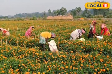 রুক্ষ্ম জমিতে ধান, সব্জিতে হচ্ছিল না লাভ! এরই মাঝে নতুন চাষের আইডিয়া বদলে দিল চাষিদের জীবন