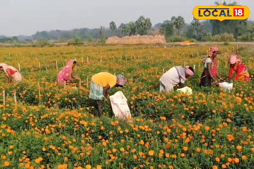 জঙ্গলমহলের রুক্ষ মাটি। এই মাটিতেই ফলত ধান কিংবা বিভিন্ন ধরনের সবজি। মোরাম মাটিতে বছরে সামান্য কিছু চাষ ছিল আয় রোজগারের উৎস। তবে জঙ্গলমহলের সেই রুক্ষ মাটিতে এবার নতুন কর্মসংস্থানের জোর। একদিকে যেমন এই চাষ করে উপার্জন হচ্ছে, তেমনই এলাকার বহু শ্রমিকের কর্মসংস্থান হয়েছে। কৃষি কাজে নতুন দিগন্ত দেখাচ্ছে জঙ্গলমহল ঝাড়গ্রাম। (ছবি ও তথ্য: রঞ্জন চন্দ)