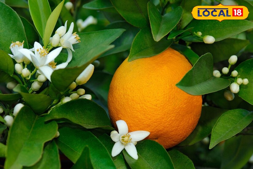 শীতের সকালে পাহাড়ি রোদে ঝকমক করা সুনতালে যেন এবার নতুন গল্প বলছে—অস্তিত্ব রক্ষার লড়াইয়ে জয় পাওয়া এক ফলের গল্প, আর পাহাড়বাসীর বহু বছরের স্বপ্নপূরণের গল্প। ছবি ও তথ্য : ঋত্বিক ভট্টাচার্য