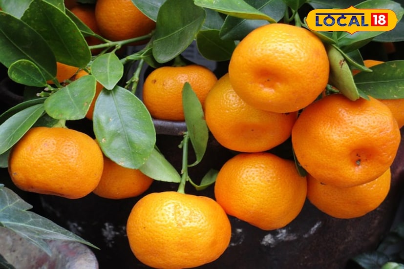 অধ্যাপক তুলসি শরণ ঘিমিরের গলাতেও তৃপ্তির সুর। তিনি বলেন, “এখন লক্ষ্য—ফলন বাড়ানো ও বাজার বিস্তার। জিআই ট্যাগের মর্যাদা এখন চাষিদের হাতে শক্তি দেবে।” আর দার্জিলিং অর্গানিক ফার্মারস প্রডিউসার অর্গানাইজেশনের চেয়ারম্যান মনোজ সুব্বা যোগ করেন, “চাষিরা এখন আরও আধুনিক পদ্ধতিতে চাষ করতে পারবেন। সহায়তা পাওয়া সহজ হবে। ফলের গুণমানও আরও উন্নত করা যাবে।” ছবি ও তথ্য : ঋত্বিক ভট্টাচার্য