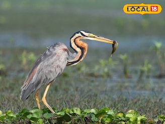বিদেশ থেকে উড়ে আসে এই শীতেই!পূর্বস্থলীর চুপি পাখিরালয়ের এই ৫ পরিযায়ী পাখি নজর কাড়ছে