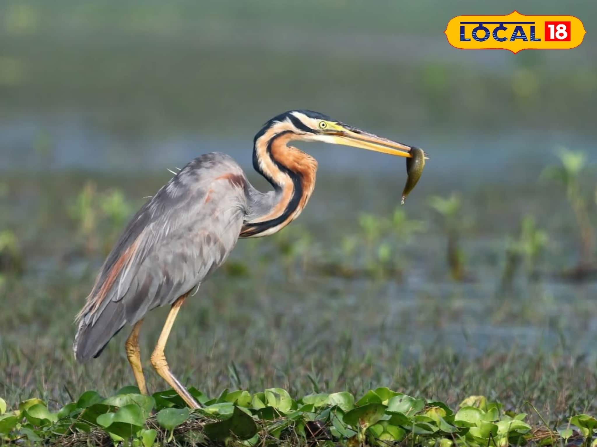 বিদেশ থেকে উড়ে আসে এই শীতেই!পূর্বস্থলীর চুপি পাখিরালয়ের এই ৫ পরিযায়ী পাখি নজর কাড়ছে