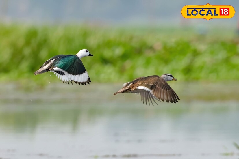 কটন পিগমি গোস (Cotton Pygmy Goose)বিশ্বের অন্যতম ছোট হাঁসজাতীয় জলচর পাখি। দক্ষিণ এশিয়া, দক্ষিণ–পূর্ব এশিয়া ও অস্ট্রেলিয়ার কিছু অঞ্চলে দেখা যায়। ছোট পুকুর, বিল, হ্রদ ও জলাশয়ে ভেসে শৈবাল, জলজ উদ্ভিদ ও ছোট প্রাণী খায়। সবুজ-কালো মাথা ও সাদা বুকের জন্য সহজেই চেনা যায়। চুপি পাখিরালয়ে এই পাখির দেখা পাওয়া যায়।তথ্য ও ছবি: বনোয়ারীলাল চৌধুরী 