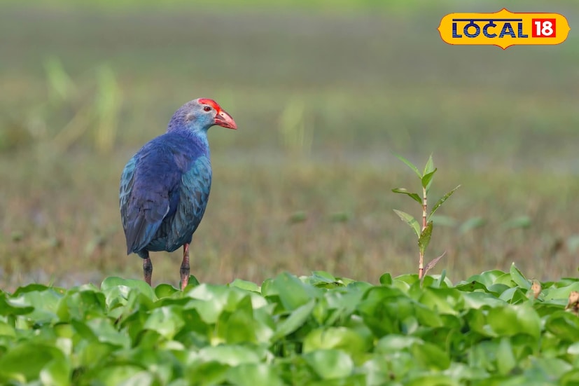 পারপেল মুরহেন (Purple Moorhen) একটি মাঝারি আকারের জলচর পাখি, যার দেহে নীলচে-বেগুনি রঙের ঝলক ও লাল ঠোঁট বিশেষ বৈশিষ্ট্য। সাধারণত জলাভূমি, ধানখেত ও কাদাজলে ভরা ঘাসঝোপে এদের দেখা যায়। খোলা জায়গায় হাঁটাহাঁটি করে কচি ঘাস, কচুরিপানা, জলজ উদ্ভিদের কোঁড়া খেতে পছন্দ করে। বংশবিস্তারের সময় এরা ভাসমান বা জলের ধারে লুকোনো বাসা তৈরি করে ৩–৬টি ডিম পাড়ে। এই পাখি চুপিতে দেখা যায় শীতকালে। তথ্য ও ছবি: বনোয়ারীলাল চৌধুরী 