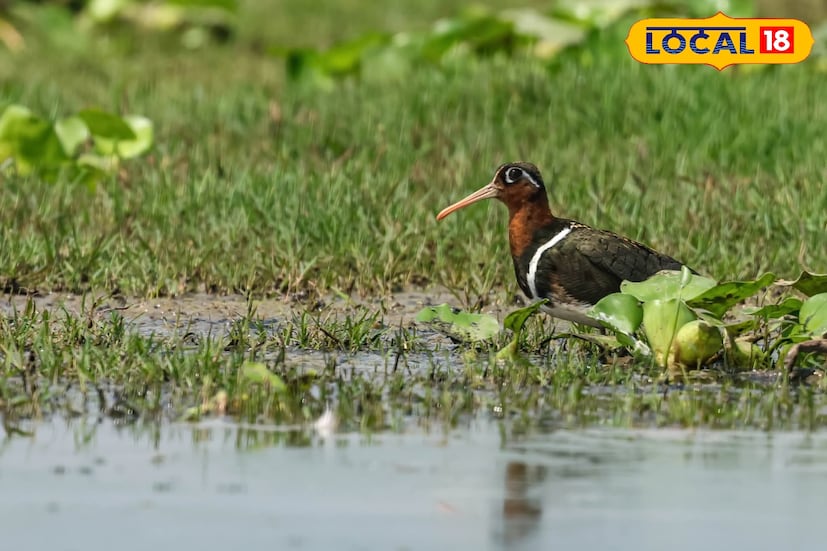 পেইন্টেড স্নাইপ (Painted Snipe) একটি লাজুক জলচর পাখি, যা কাদাজমি, জলাভূমি ও ধানখেতে বেশি দেখা যায়। স্ত্রী পাখিটি বেশি রঙিন ও আকর্ষণীয়, পাখিজগতে যা বেশ বিরল। এরা কাদা থেকে পোকামাকড়, কীট ও ছোট শামুক তুলে খায় এবং পুরুষই ডিম তা থেকে ছানা লালন-পালন করে। ভারতসহ দক্ষিণ এশিয়া ও দক্ষিণ–পূর্ব এশিয়ার বহু দেশে এই প্রজাতির বিস্তৃতি রয়েছে। তথ্য ও ছবি: বনোয়ারীলাল চৌধুরী 