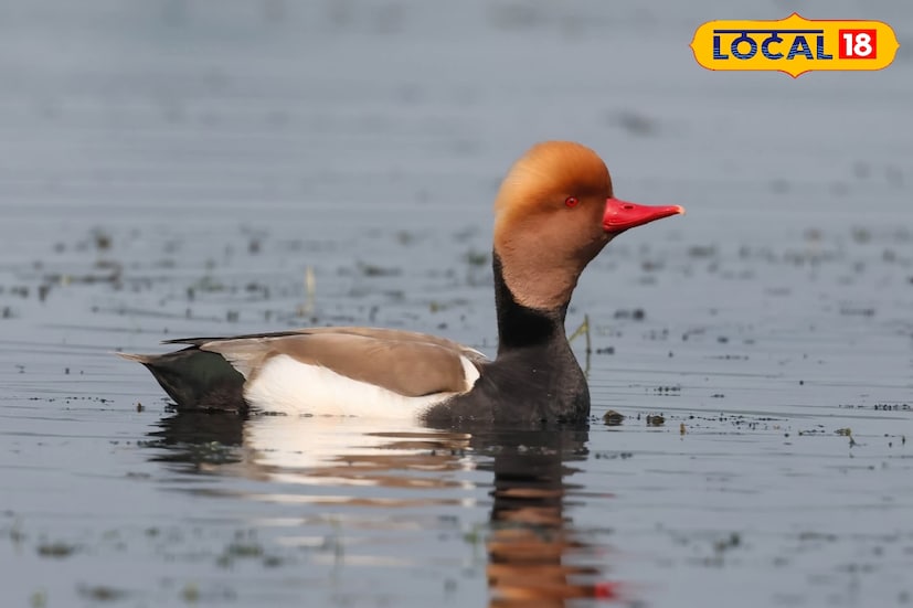 রেড ক্রেস্টেড পচার্ড (Red-crested Pochard) একটি আকর্ষণীয় জলচর হাঁস, পুরুষ পাখির মাথা উজ্জ্বল লালচে-কমলা ও ঠোঁট লাল হওয়ায় সহজেই চেনা যায়। ইউরোপ, মধ্য এশিয়া ও ভারতীয় উপমহাদেশের হ্রদ, পুকুর ও শান্ত জলাশয়ে এদের দেখা মেলে। এরা মূলত জলজ উদ্ভিদ, শৈবাল ও মাঝে মাঝে ছোট জলজ প্রাণী খায়। শীতকালে চুপির ছাড়িগঙ্গায় দেখা যায় এই পাখি।তথ্য ও ছবি: বনোয়ারীলাল চৌধুরী 