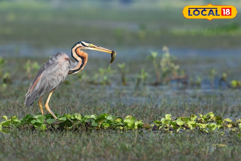 পার্পেল হিরণ (Purple Heron) একটি মাঝারি আকারের দীর্ঘ পা-ওয়ালা জলচর পাখি, যা সাধারণত জলাজমি, ধানখেত ও পুকুরের ধারে দেখা যায়। এর রং গাঢ় লালচে-বেগুনি ও ধূসর মিশ্রিত, যা এটিকে সহজেই আলাদা করে তোলে। মাছ, ব্যাঙ, জলজ পোকামাকড় শিকার করতে এটি স্থির দাঁড়িয়ে থাকে বা ধীরে ধীরে হাঁটে। ইউরোপ, আফ্রিকা ও এশিয়ার বহু দেশে এই পাখি বিস্তৃতভাবে ছড়িয়ে রয়েছে।তথ্য ও ছবি: বনোয়ারীলাল চৌধুরী 