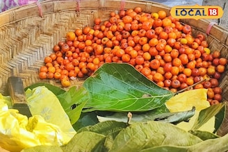 আপেল কুল বা চেরি কুল নয়, এই শীতে চেখে দেখুন এই বুনো কুল? বাজারে হুড়োহুড়ি চাহিদা